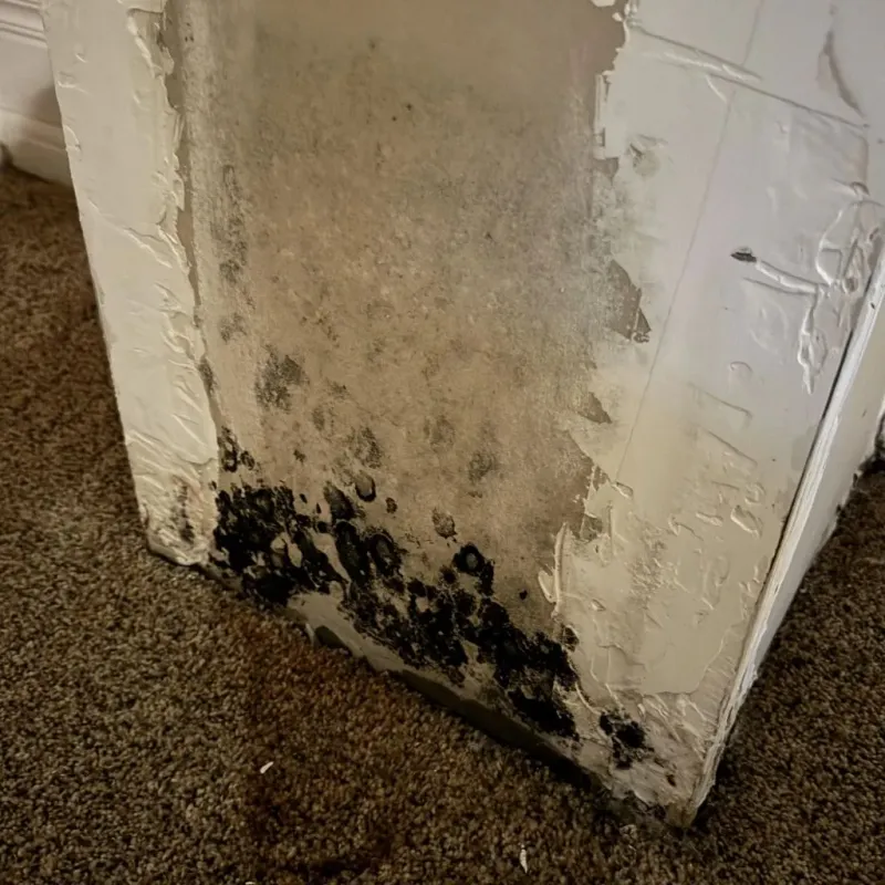 Professional Mold Removal in Coronado, CA